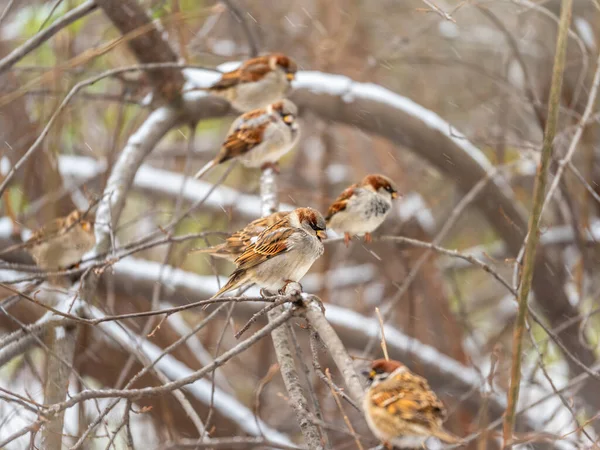 Sparrows Stă Ramură Fără Frunze Toamna Sau Iarna Zăpadă Sparrow — Fotografie, imagine de stoc