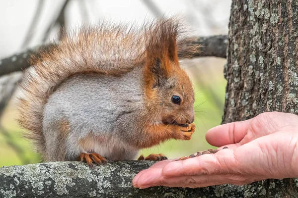 Ein Eichhörnchen Frisst Frühjahr Oder Herbst Nüsse Aus Menschlicher Hand — Stockfoto