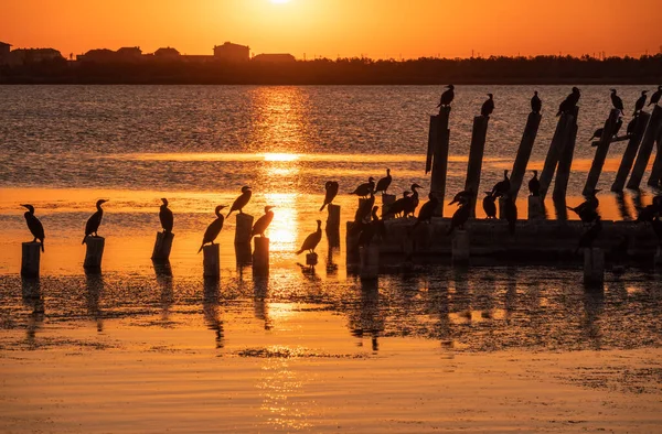 Beautiful red and orange sunset over sea, the sun goes down over sea. Dramatic Sunset Sky. A flock of cormorants sits on old sea pier in orange sunset light. The great cormorant, Phalacrocorax carbo