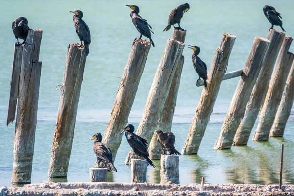 Hejno Kormoránů Sedí Starém Mořském Molu Velký Kormorán Phalacrocorax Carbo — Stock fotografie