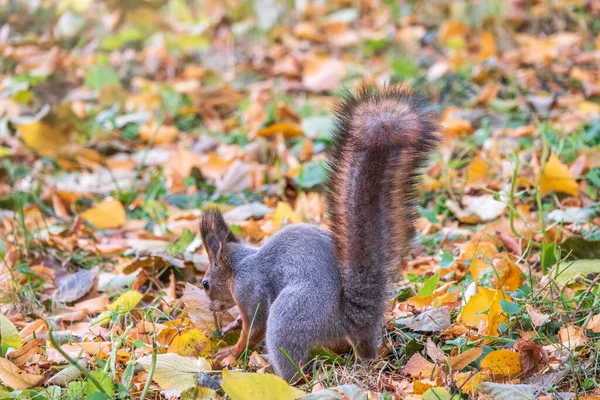 Eichhörnchen Versteckt Herbst Nüsse Auf Dem Grünen Gras Mit Abgefallenen — Stockfoto