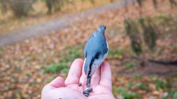 Eurasian Nuthatch Eats Seeds Palm Tit Bird Sitting Hand Eating — Foto Stock