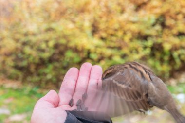 Bir serçe bir adamın eline oturur ve tohum yer. Kışın ya da sonbaharda kuşlara bakmak.
