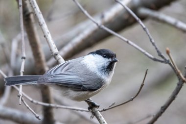 Cute bird The willow tit, song bird sitting on a branch without leaves in the autumn or winter. Willow tit perching on tree in the autumn or winter. The willow tit, lat. Poecile montanus.