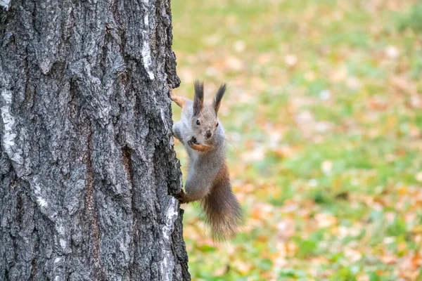 Retrato Esquilo Tronco Árvore Esquilo Vermelho Curioso Espreita Por Trás — Fotografia de Stock