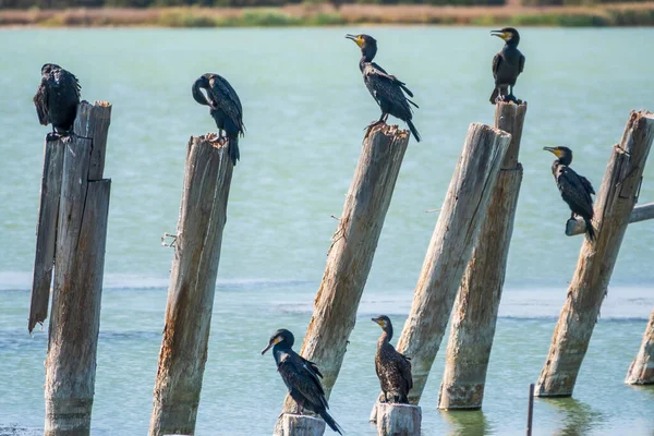 鵜の群れは古い海の桟橋に座っています 偉大な鵜 Phalaccorax Carbo 偉大な黒鵜 または黒の袋として知られている — ストック写真