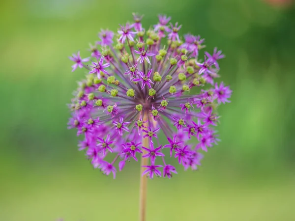 Detailní Záběr Rozkvět Rosenbachovské Cibule Allium Rosenbachianum Kvetoucí Zahradě Jaře — Stock fotografie