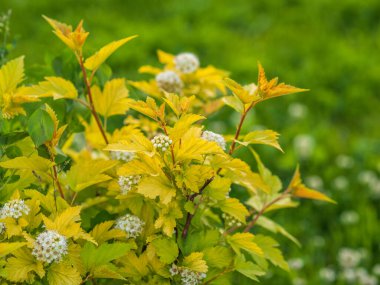 Baharda çicek açan dikenli çalılar. Sulu yeşil yapraklı daldaki narin beyaz çiçekler. Crataegus, yaygın olarak Hawthorn, quickthorn, thornapple, May-tree, whitethorn veya hawberry olarak bilinir.,