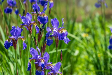 Mavi Çiçekli Gözlü Kikloglossa Alp Bitkisi. Yeşil arka planda açan mavi çiçekler