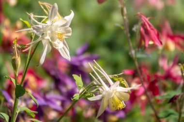 Güzel, beyaz bir su kenarı. Bahçedeki çiçek..