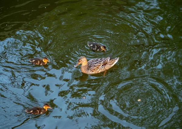 Een Eendenfamilie Een Eend Zijn Eendjes Zwemmen Het Water Eend — Stockfoto