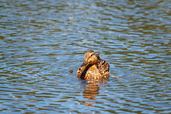 Ente Schwimmt Teich Porträt Eines Entenweibchens Auf Dem Wasser Stockente — Stockfoto