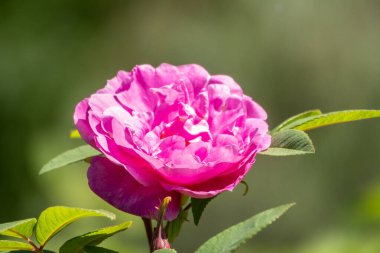 Çiçek açan gül çiçeği, çalıların üzerinde güzel pembe bir çiçek. Çiçek açan yeşilliğin güzel doğal arka planı. Doğanın doğal güzelliği.