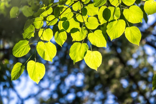 春の枝には一般的な棘 ポプラトレムラがあります 緑色の春の葉を持つ花の背景 一般的なアスペンの新鮮な緑の葉 ポプラのトレムラに閉じます — ストック写真