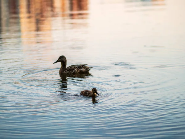 Familj Ankor Anka Och Dess Små Ankungar Simmar Vattnet Ankan — Stockfoto