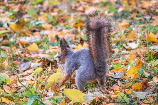 Scoiattolo Autunno Nasconde Noci Sull Erba Verde Con Foglie Gialle — Foto Stock