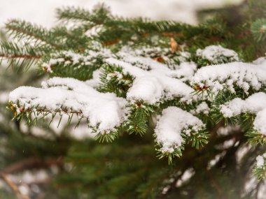 Sonbaharda veya kış aylarında yeşil ladin dallarının arka planı. Yılbaşı ağacının yeşil dalları güneş ışığında beyaz karla kaplıdır. Doğal kış geçmişi
