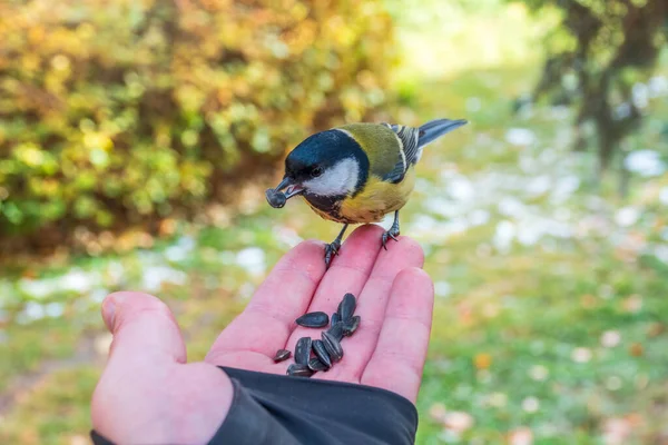 Tit Sits Man Hand Eats Seeds Taking Care Birds Winter —  Fotos de Stock