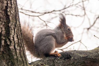 Fındıklı sonbahar sincabı bir dala oturur. Vahşi hayvan. Sonbahar ormanı.
