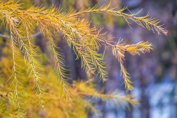 緑と黄色の葉の背景に秋にカラマツの枝 秋の自然背景 — ストック写真