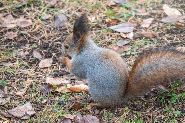 Eichhörnchen Mit Nuss Herbst Auf Grünem Gras Mit Abgefallenen Gelben — Stockfoto