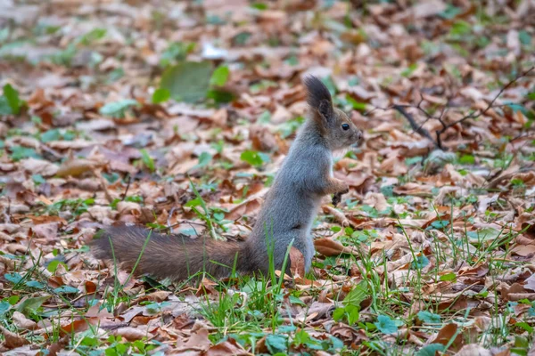 Herbsthörnchen Steht Auf Seinen Hinterbeinen Auf Grünem Gras Mit Abgefallenen — Stockfoto