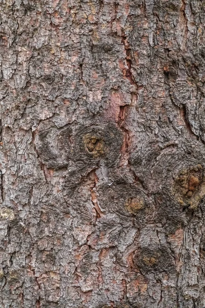 Schors Textuur Achtergrond Van Een Oude Dennenboom Stam Gedetailleerde Schors — Stockfoto