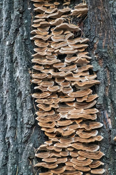 Tronco Árvore Com Uma Textura Distinta Casca Coberta Líquenes Fungos — Fotografia de Stock