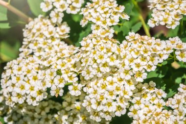 Baharda çicek açan dikenli çalılar. Sulu yeşil yapraklı daldaki narin beyaz çiçekler. Crataegus, yaygın olarak Hawthorn, quickthorn, thornapple, May-tree, whitethorn veya hawberry olarak bilinir.,