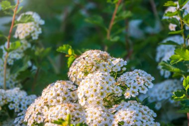 Baharda çicek açan dikenli çalılar. Sulu yeşil yapraklı daldaki narin beyaz çiçekler. Crataegus, yaygın olarak Hawthorn, quickthorn, thornapple, May-tree, whitethorn veya hawberry olarak bilinir.,
