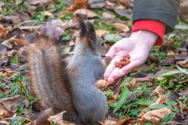 Kız sonbahar parkında fındıkla bir sincabı besler. Sincap kızların elinden fındık yer..