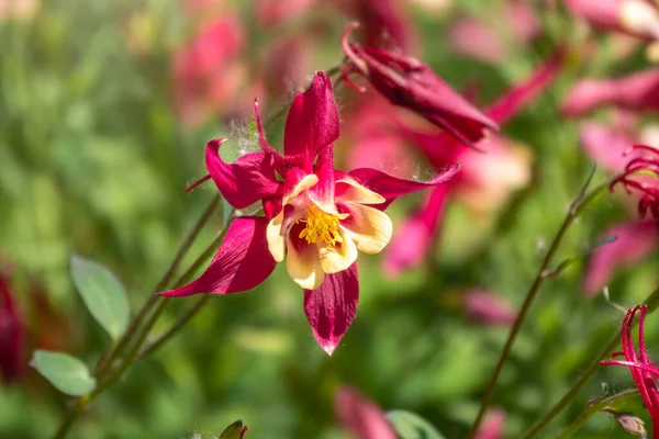 Όμορφο Φυσικό Άγριο Λουλούδι Του Δυτικού Καναδά Aquilegia Formosa Βυσσινί — Φωτογραφία Αρχείου