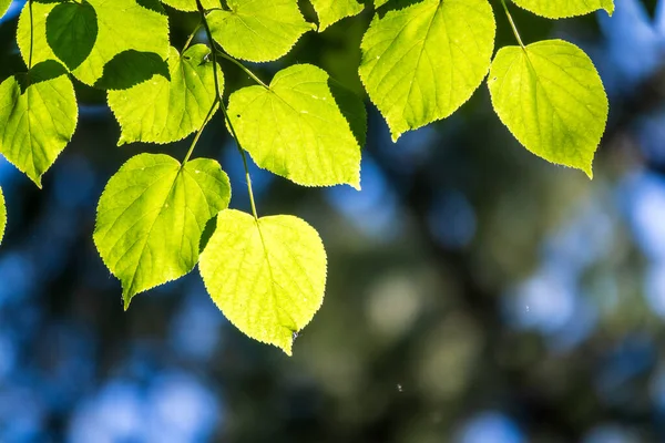 Ramas Con Hojas Primavera Álamo Común Populus Tremula Fondo Floral — Foto de Stock