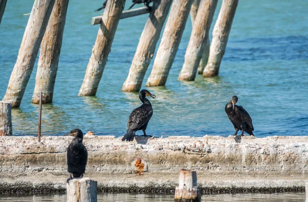 Dos Cormoranes Están Tirando Palo Dos Cormoranes Están Jugando Muelle — Foto de Stock