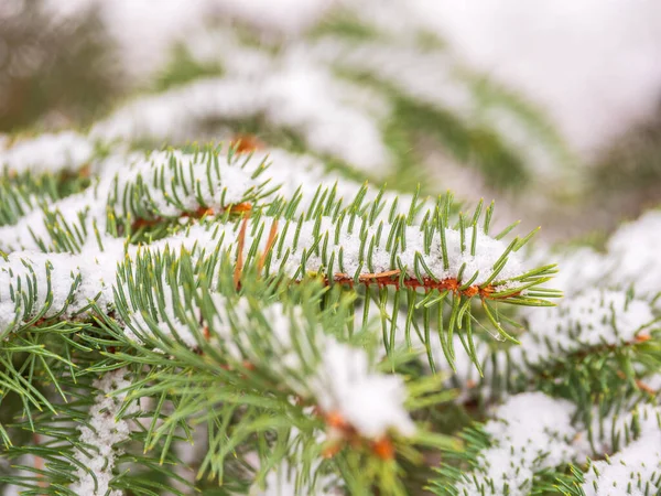 Sfondo Rami Abete Rosso Verde Autunno Inverno Nevicate Rami Verdi — Foto Stock