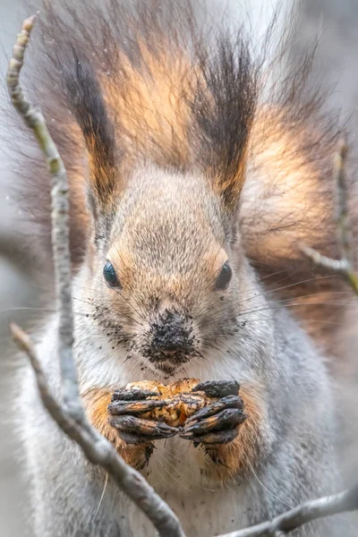 Esquilo Com Noz Senta Árvore Inverno Outono Esquilo Vermelho Eurasiano — Fotografia de Stock