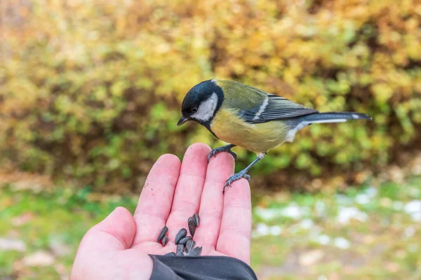 Eine Meise Sitzt Auf Der Hand Eines Mannes Und Frisst — Stockfoto