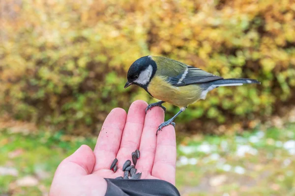 Tit Sits Man Hand Eats Seeds Taking Care Birds Winter — Stock Fotó