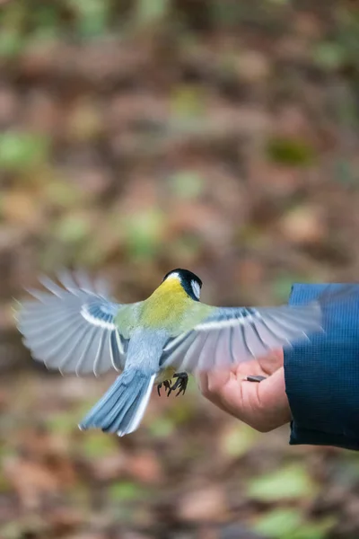 Tit Sits Man Hand Eats Seeds Taking Care Birds Winter — Fotografia de Stock