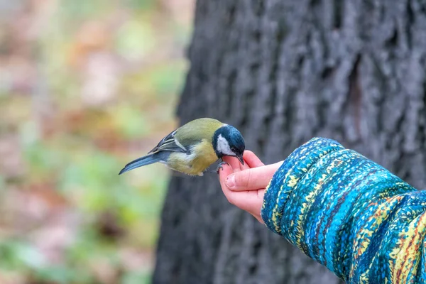 Great Tit Eats Seeds Palm Little Boy Tit Bird Sitting — Φωτογραφία Αρχείου