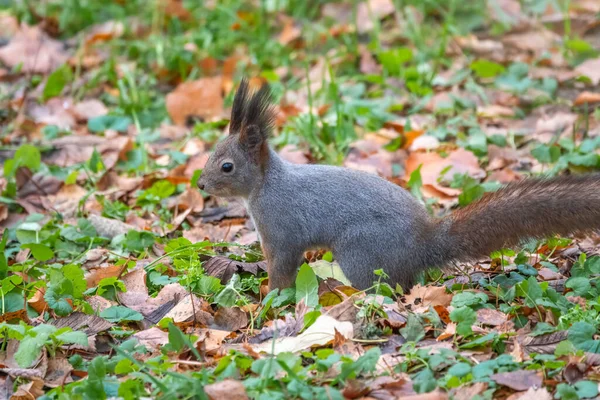 Eichhörnchen Herbst Auf Grünem Gras Mit Abgefallenen Gelben Blättern — Stockfoto