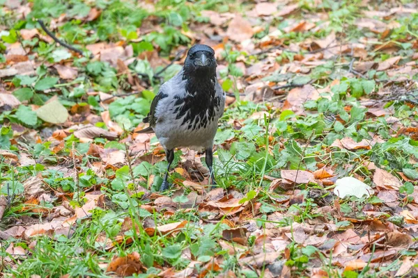 Egy Szürke Fekete Varjú Áll Földön Egy Őszi Parkban Vadállat — Stock Fotó