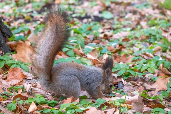 Eichhörnchen Versteckt Herbst Nüsse Auf Dem Grünen Gras Mit Abgefallenen — Stockfoto