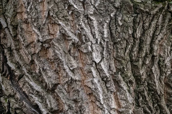 Akçaağaç Kabuğunun Dokusu Çatlak Ağaç Kabuğu Kabartmalı Akçaağaç Dokusu Detaylı — Stok fotoğraf