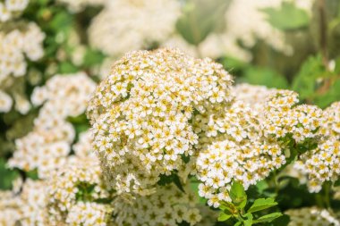 Baharda çicek açan dikenli çalılar. Sulu yeşil yapraklı daldaki narin beyaz çiçekler. Crataegus, yaygın olarak Hawthorn, quickthorn, thornapple, May-tree, whitethorn veya hawberry olarak bilinir.,