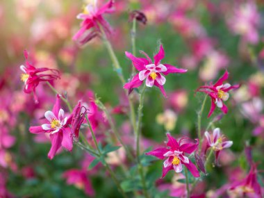 Batı Kanada 'nın güzel yerli çiçeği. Aquilegia formosa, crimson columbine, western columbine, veya red columbine. Yakın plan kırmızı ve sarı renkli çiçek. Yeşil bahçede Columbine