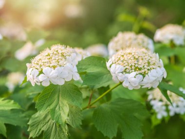 Viburnum opulus, Guelder gülü. Koyu yeşil arka planda çiçek açan güzel beyaz Viburum çalıları. Seçici odaklanma, yakın plan. Yeşil tasarım için doğa konsepti.
