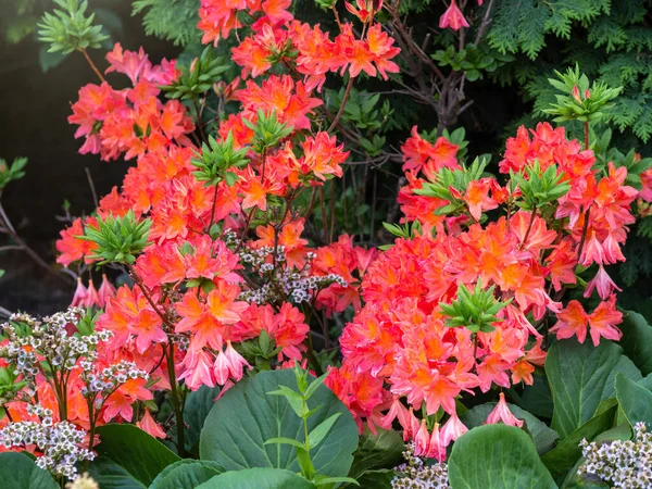 Yapay Azalea Çalı Rhododendron Cebelitarık Çiçek Açan Parlak Turuncu Çiçekler — Stok fotoğraf
