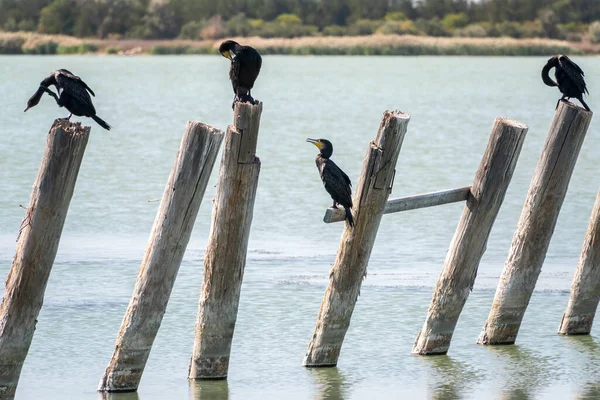 Una Bandada Cormoranes Sienta Viejo Muelle Marino Gran Cormorán Phalacrocorax — Foto de Stock