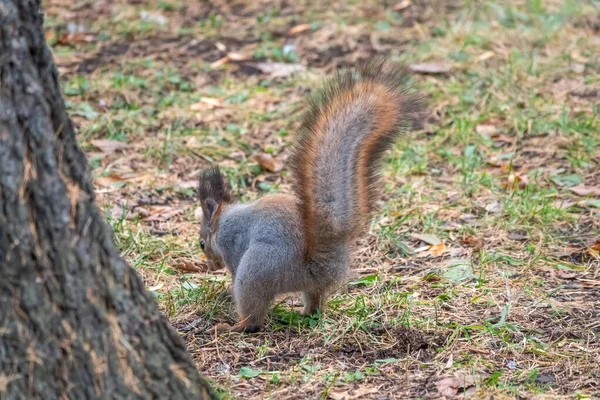 Ardilla Otoño Esconde Nueces Hierba Verde Con Hojas Amarillas Caídas —  Fotos de Stock